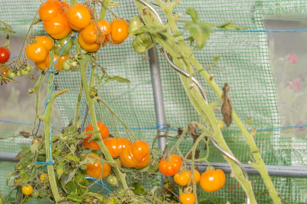 Fechar-se em uma pequena estufa em tomates laranja orgânicos maduros — Fotografia de Stock