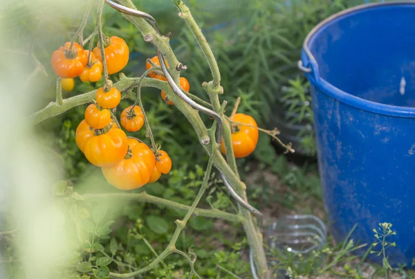 Drinnen im Gewächshaus eine Gruppe orangefarbener Bio-Tomaten an der Rebe. — Stockfoto