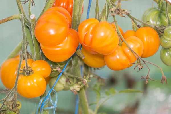 Close-up op biologische oranje tomaten op wijnstok groep. — Stockfoto