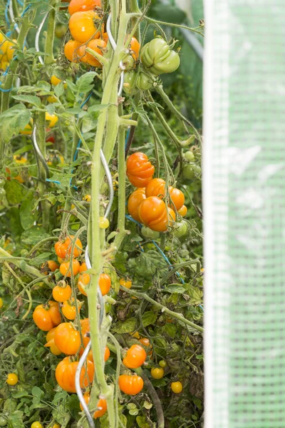 Diverses espèces biologiques de tomates poussant en petit gr français — Photo