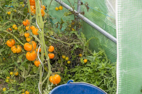 Chaotický organických druhů rajčat roste do malé francouzské gre — Stock fotografie