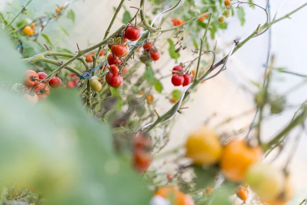 Focus op rode biologische tomaten op de wijnstok in broeikasgassen — Stockfoto