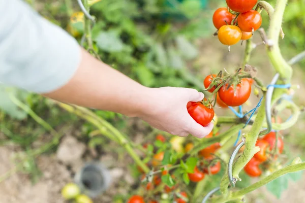 专注于女人的手采摘一个红色成熟的西红柿 — 图库照片