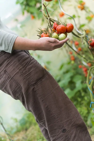 Primer plano de la mano humana sosteniendo tomates en la vid — Foto de Stock
