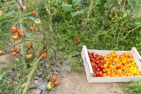 Caisse pleine de diverses espèces de tomates et de plants de tomates — Photo