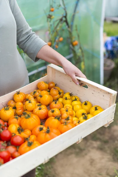 Primer plano de la mujer sosteniendo una caja con tomates recién vestida —  Fotos de Stock