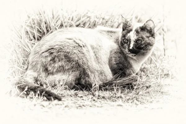 Tortie 彩色点猫躺着不动和转动它的头 — 图库照片