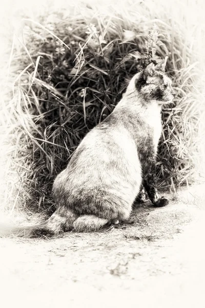 Κάθεται και prowling tortie χρώμα σημείο γάτα. — Φωτογραφία Αρχείου