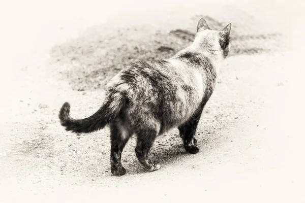 Kat lopen op de weg — Stockfoto