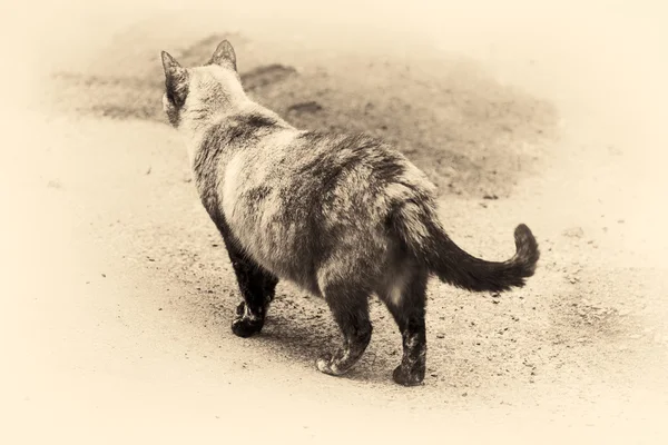 Kat lopen op de weg. Sepia toned — Stockfoto
