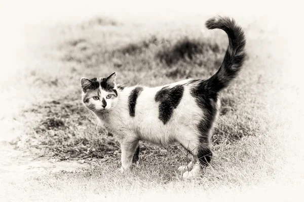 Um gato bonito em pé na grama com sua cauda levantada — Fotografia de Stock