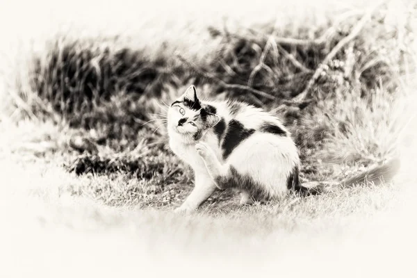 자체 벼룩을 긁어 고양이 — 스톡 사진
