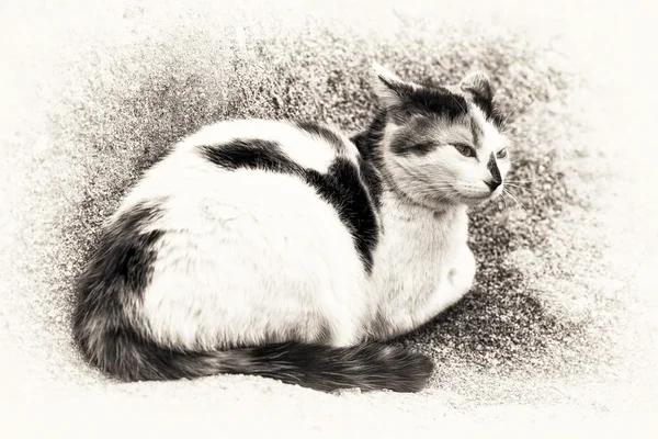 바위에 헤 메는 고양이 — 스톡 사진