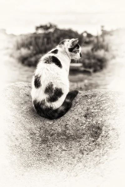 Um gato doméstico sentado e rondando em uma rocha — Fotografia de Stock