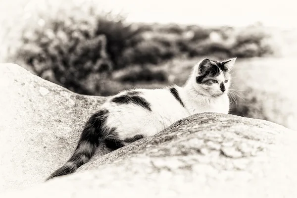 Eine Hauskatze, die zwischen Felsen liegt und starrt. — Stockfoto