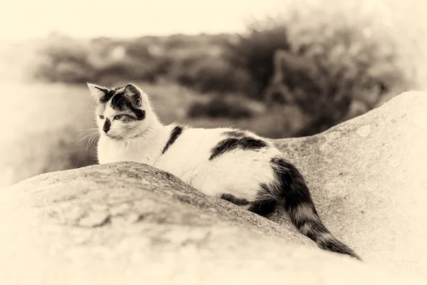 Un gato doméstico acostado y protagonizado por una roca. Sepia tonificada — Foto de Stock