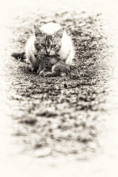 Pręgowany kot z młodego królika na jej ustach — Zdjęcie stockowe