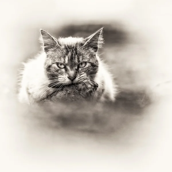 Un chat tabby avec un jeune lapin sur la bouche — Photo