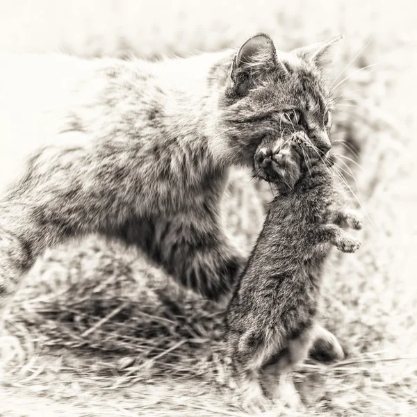 Inhemska tabby katt. Återlämnande av jakt — Stockfoto