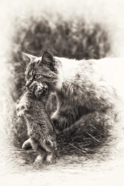 Inhemska tabby katt. Återlämnande av jakt — Stockfoto