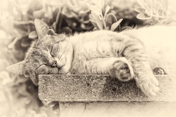 一个睡在日光浴中的胖乎乎的猫的特写镜头。紫红色色调 — 图库照片