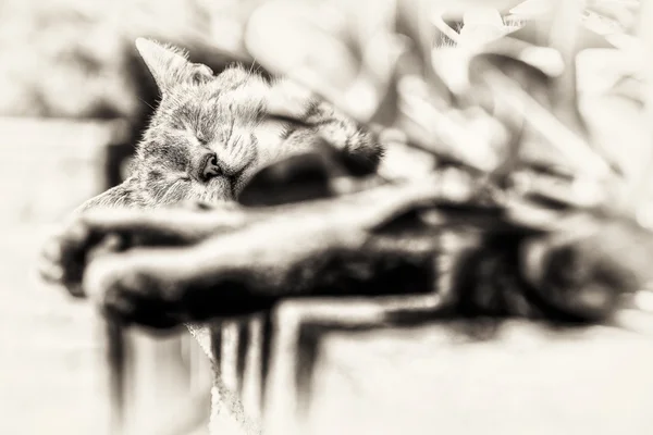 Concentrati sulla testa del gatto tabby che dorme all'aperto — Foto Stock