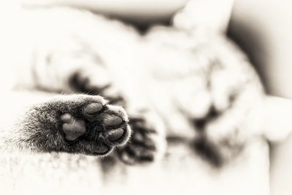 Focus on the hind paw of tabby cat sleeping outdoors — Stock Photo, Image