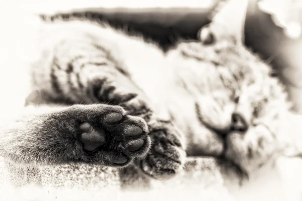 Focus on the hind paw of tabby cat sleeping outdoors — Stock Photo, Image