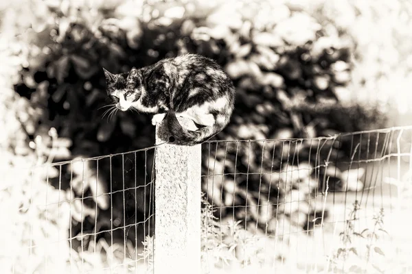 Eine weibliche Katze mit Schildkrötenpanzer blickt in die Kamera, die zwischen zwei — Stockfoto