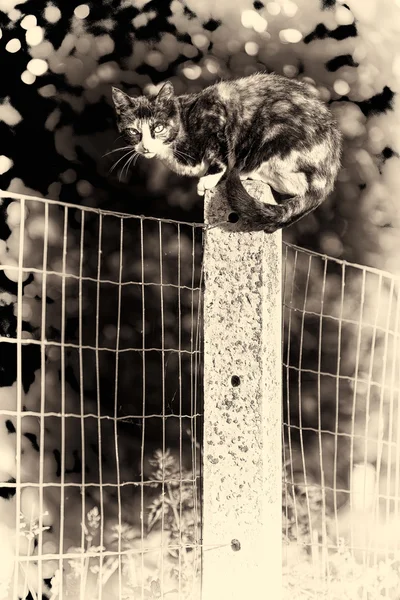 A tortoise-shell female cat looking at camera perched between tw — Stock Photo, Image