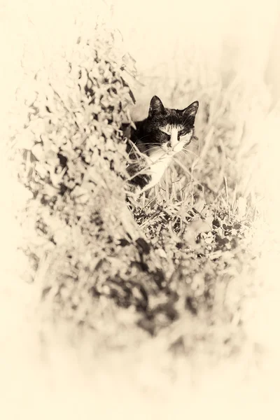 Gato doméstico olhando para câmera atrás de uma árvore. Sépia tonificada . — Fotografia de Stock