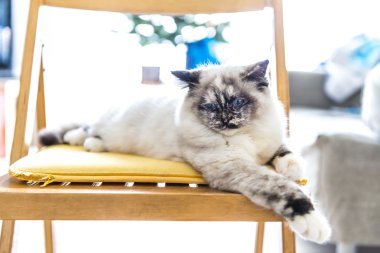 Kedi dışarı bir sandalyeye gergin poz sıkıcı.