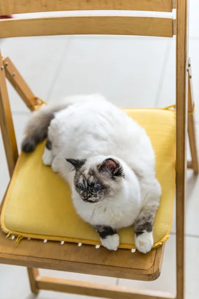 Sagrado de Birmânia gato esticado em uma cadeira — Fotografia de Stock