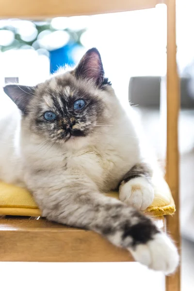 Bir sandalye üzerinde poz bir Birman kedisi Close-up. — Stok fotoğraf