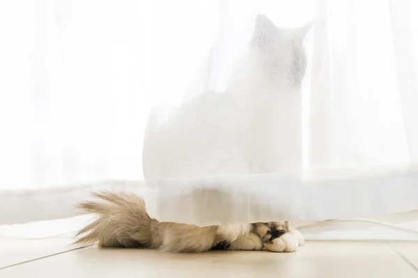 O gato fantasma — Fotografia de Stock