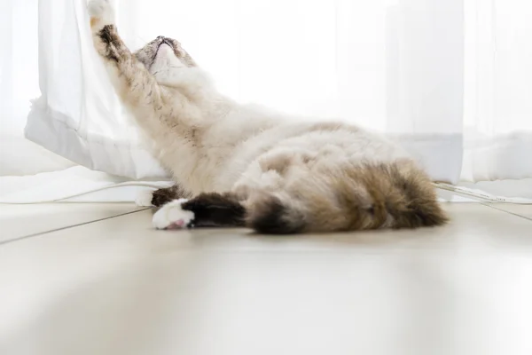 Birman cat playing with the lace curtains. — Stock Photo, Image