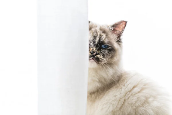 Birman kat kijken camera gedeeltelijk gemaskeerd door gordijnen. — Stockfoto