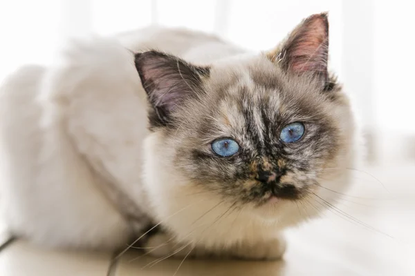 Focus on the head of Birman cat looking at camera. — Stock Photo, Image