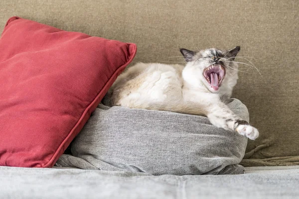 Birman cat yawning on pillows of the sofa. — Stock Photo, Image