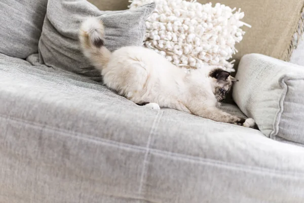密封 tortie 点 · 伯尔曼猫在沙发上玩 — 图库照片