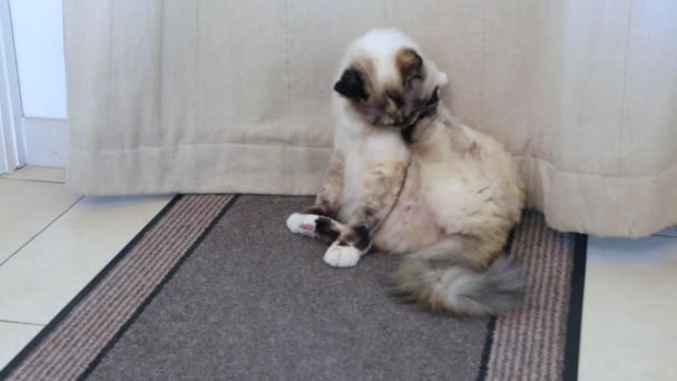Чистая кошка, сидящая на ковре, лижет лапу. — стоковое видео