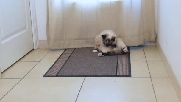 Pflegezeit für flexible Katzen — Stockvideo