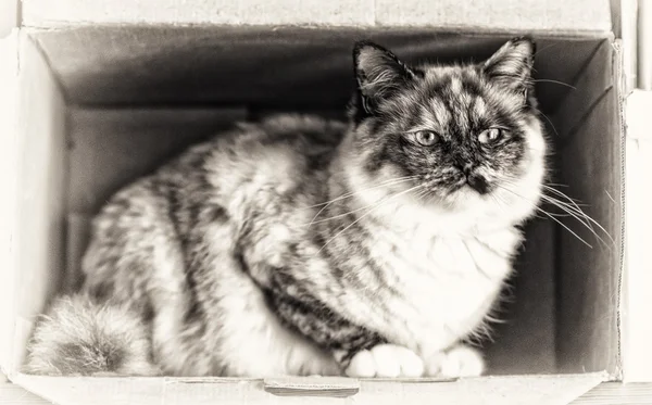 Birman cat perched inside a box — Stock Photo, Image