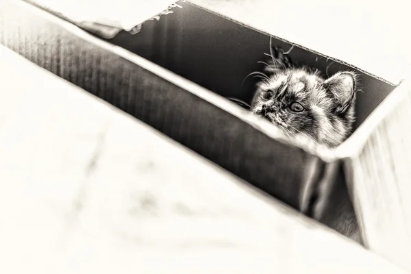 Birman chat jouant dans une boîte . — Photo