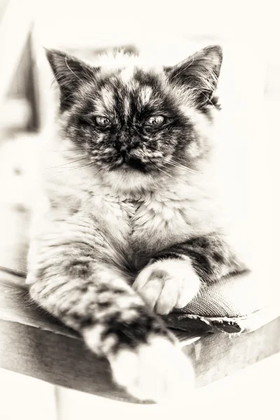 Close-up de um gato ponto de tortie selo posando esticado em uma ch — Fotografia de Stock