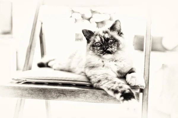 Close-up of a seal tortie point cat posing stretched out on a chair — Stock Photo, Image