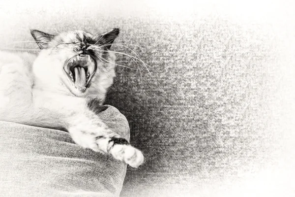 Birman gato bocejando em um travesseiro do sofá . — Fotografia de Stock
