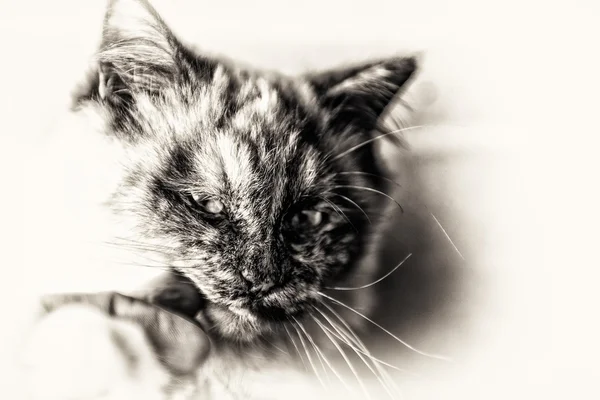 Closeup on head cat nibbling a human finger.