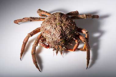 European spider crab, crustacean, seafood, orange, red, isolated clipart