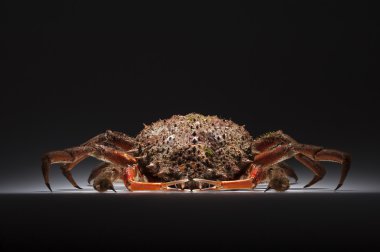 European spider crab, crustacean, shellfish, seafood, copy space clipart